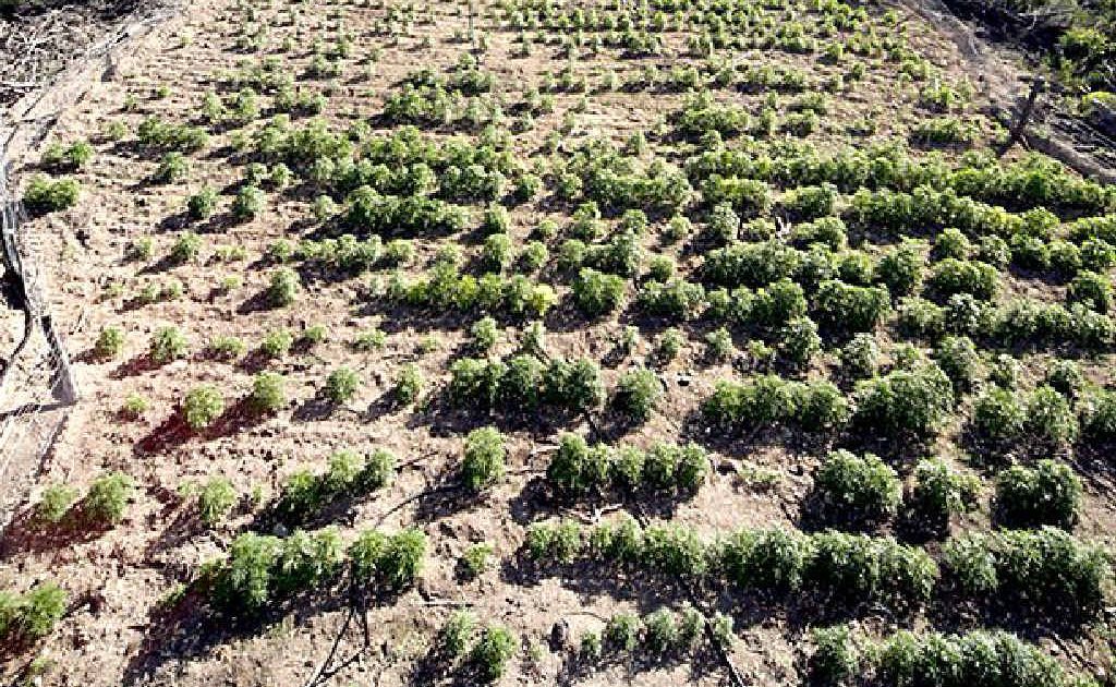 The Gardners took advantage of the rugged topography of the property to shield their crops from view. The Gardners took advantage of the rugged topography of the property to shield their crops from view.